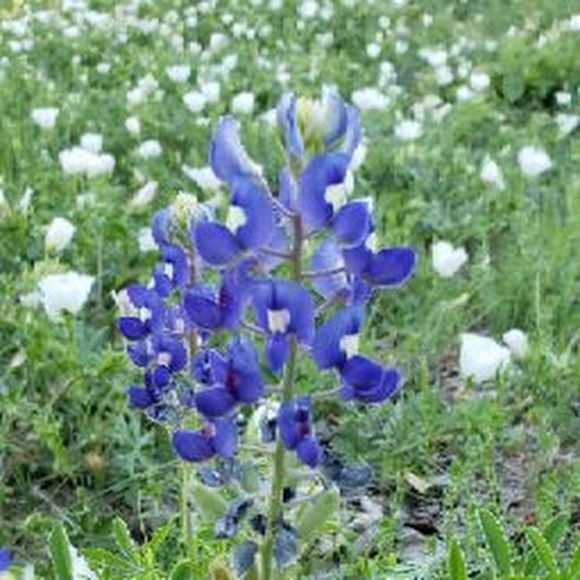 Meet your Posher, Erika - Picture 1 of 2